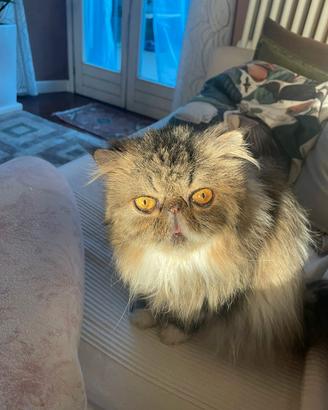 Gatta persiana