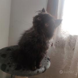 Maschietto persiano ipertipico