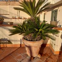 Cygas grandi in vaso