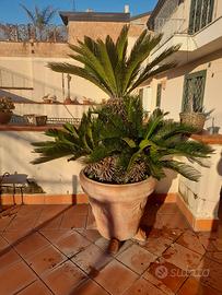 Cygas grandi in vaso