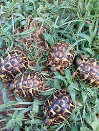 Tartarughe di terra