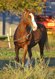 Cavallo Castrone per tutti