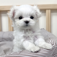 Cucciolo di maltese con pedigree