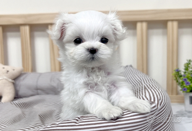 Cucciolo di maltese con pedigree