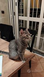 Gattina