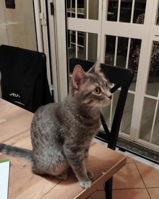 Gattina