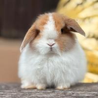 Cucciolo coniglio Minilop