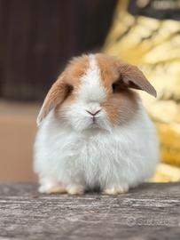 Cucciolo coniglio Minilop