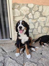 Animali