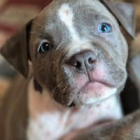 Amstaff blue cuccioli - disponibili dal 10 aprile-