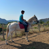 Cavalla siciliana di 13 anni