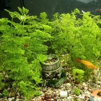 sessiflora e "hydrophera " piante acquario 