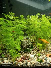 sessiflora e "hydrophera " piante acquario 