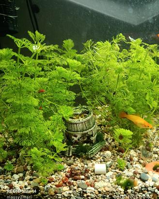 sessiflora e "hydrophera " piante acquario