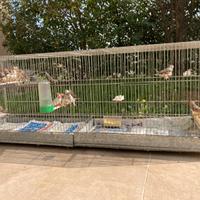 Diamanti Mandarini Bengalini