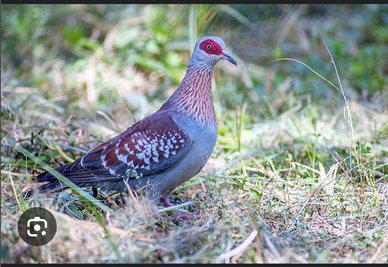 Colombi della nuova guinea