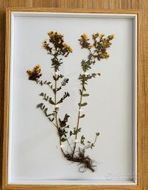 Quadro erbario fiori secchi veri di Iperico