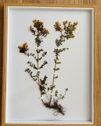 Quadro erbario fiori secchi veri di Iperico