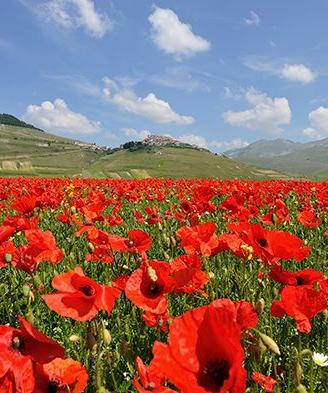 Castelluccio di Norcia Fotografia 50x70
