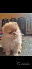 Splendidi volpini di Pomerania - spitz tedesco