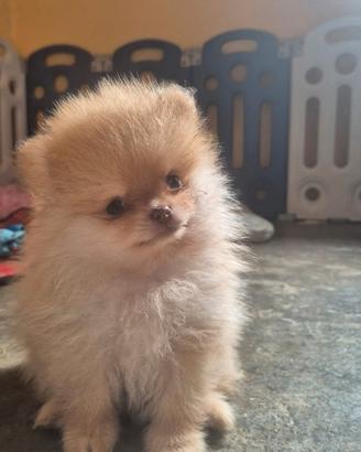 Splendidi volpini di Pomerania - spitz tedesco
