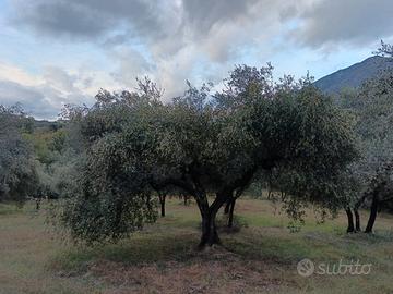 Terreno agricolo a Marcellina