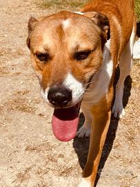 Cane taglia media