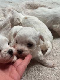 Cuccioli di maltese