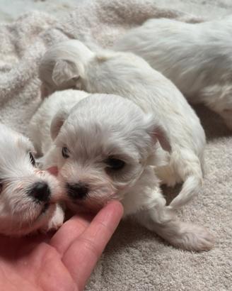 Cuccioli di maltese