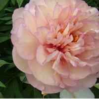 Pianta di Peonia Itoh ‘Scrumdidleumptious’