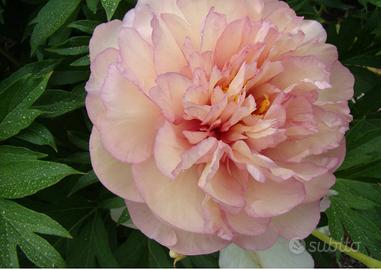 Pianta di Peonia Itoh ‘Scrumdidleumptious’