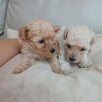 Dolci Barboncini Toy