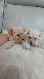 Dolci Barboncini Toy