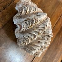 Conchiglia tridacna Filippine con piedistallo 20cm