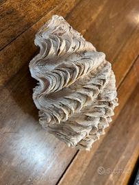 Conchiglia tridacna Filippine con piedistallo 20cm