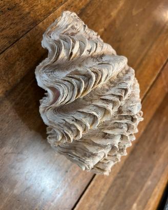 Conchiglia tridacna Filippine con piedistallo 20cm