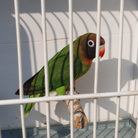 Inseparabili Nigrigenis