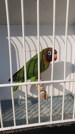 Inseparabili Nigrigenis