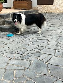 Super cuccioli di border collie con pedigree enci