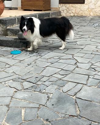 Super cuccioli di border collie con pedigree enci