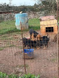 Cuccioli segugio italiano