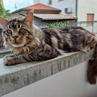 Maschio Maine Coon 10 kg per Accoppiamento