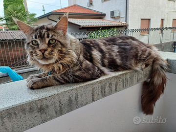 Maschio Maine Coon 10 kg per Accoppiamento
