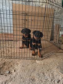 Cucciole di rottweiler