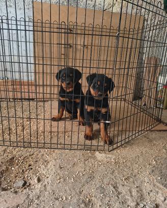 Cucciole di rottweiler