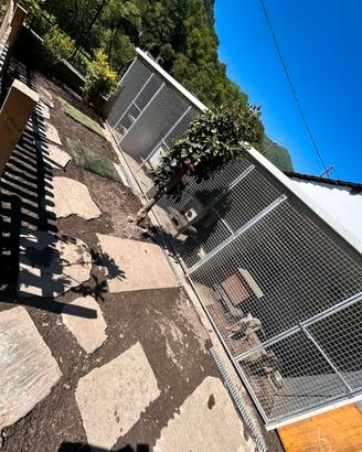 Box coimbientati per cani