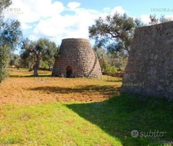 Uliveto con paijara in Salento