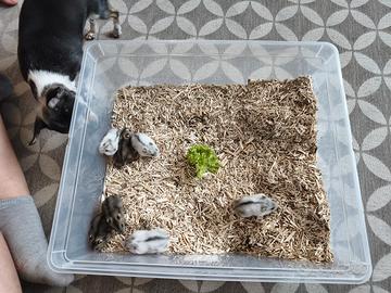 Cuccioli di criceto russo (siberiano)