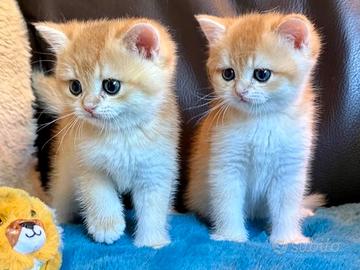 Gattini British Shorthair e Scottish