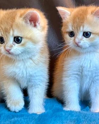 Gattini British Shorthair e Scottish